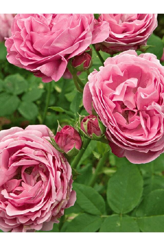 GÜL fidanı 1 adet Özel HEDİYELİK pembe reçellik gül fidani 35 -40cm açik kök