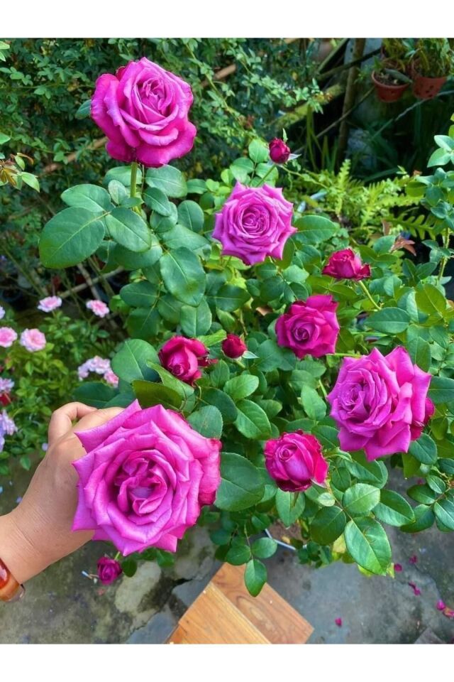 kokulu pembe mor fide rose fidan gül 35-39cm açık kök 1 adet
