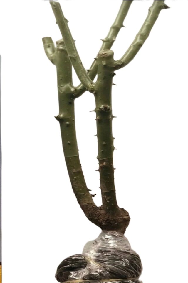 Açık pembe aşırı kokulu açik kök 35-37cm