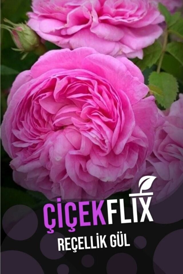 Açık pembe aşırı kokulu açik kök 35-37cm
