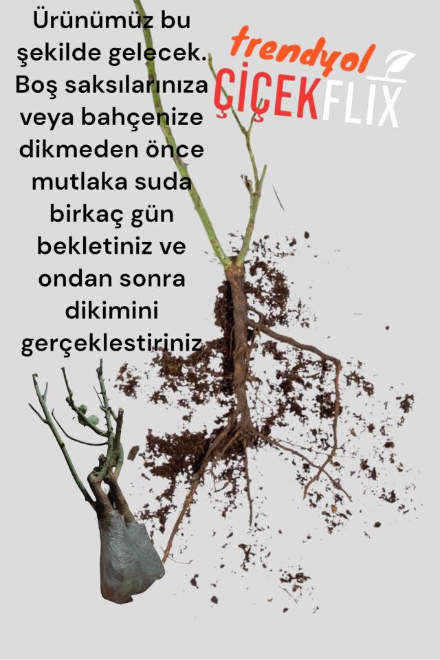Ultra kokulu yediveren sarmaşık tozpembe gül 1 adet açık kök 35-40cm