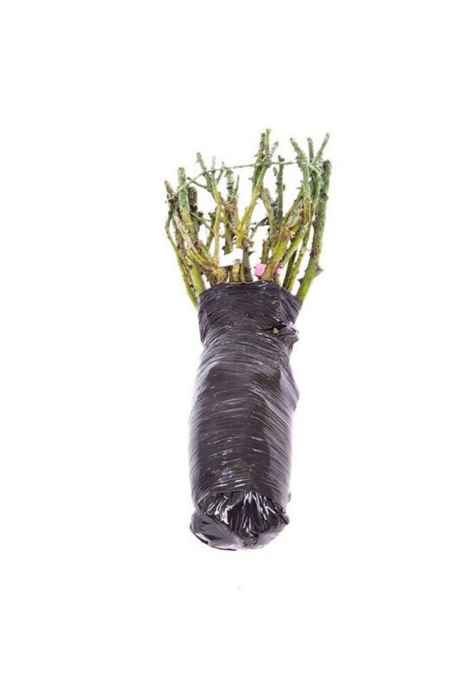 baston gül 35-40cm açık kök