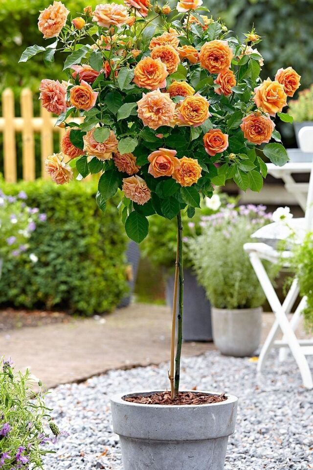 baston gül 35-40cm açık kök