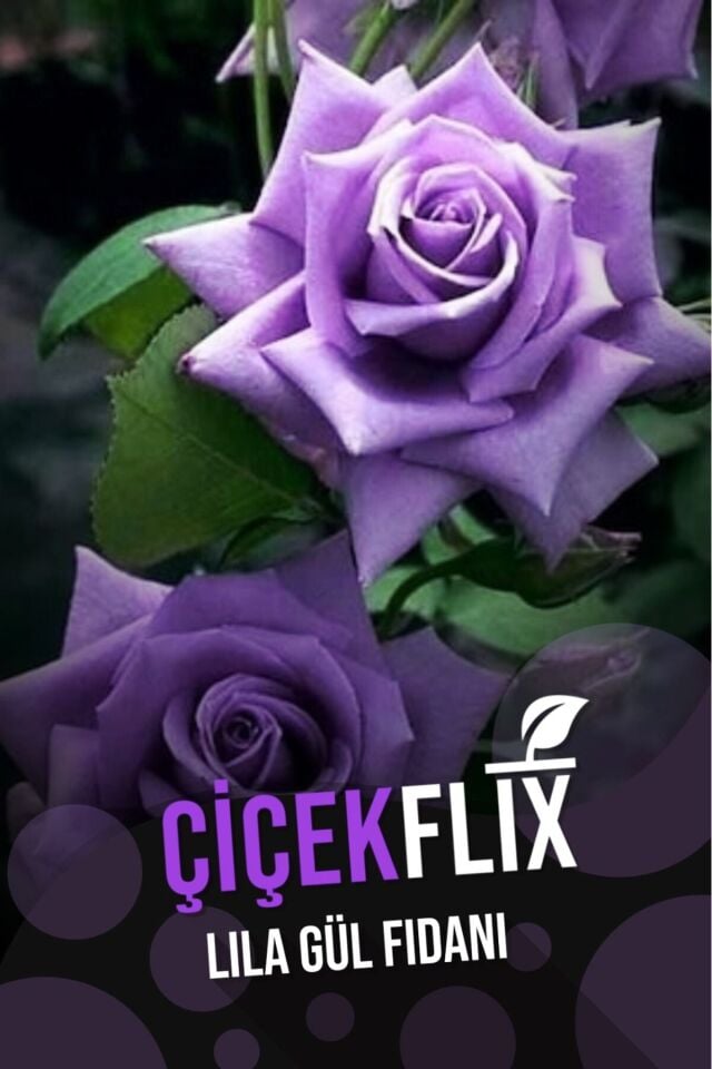 lila gül çiçeği bitkisi fidani açık kök 1 adet 30-40cm