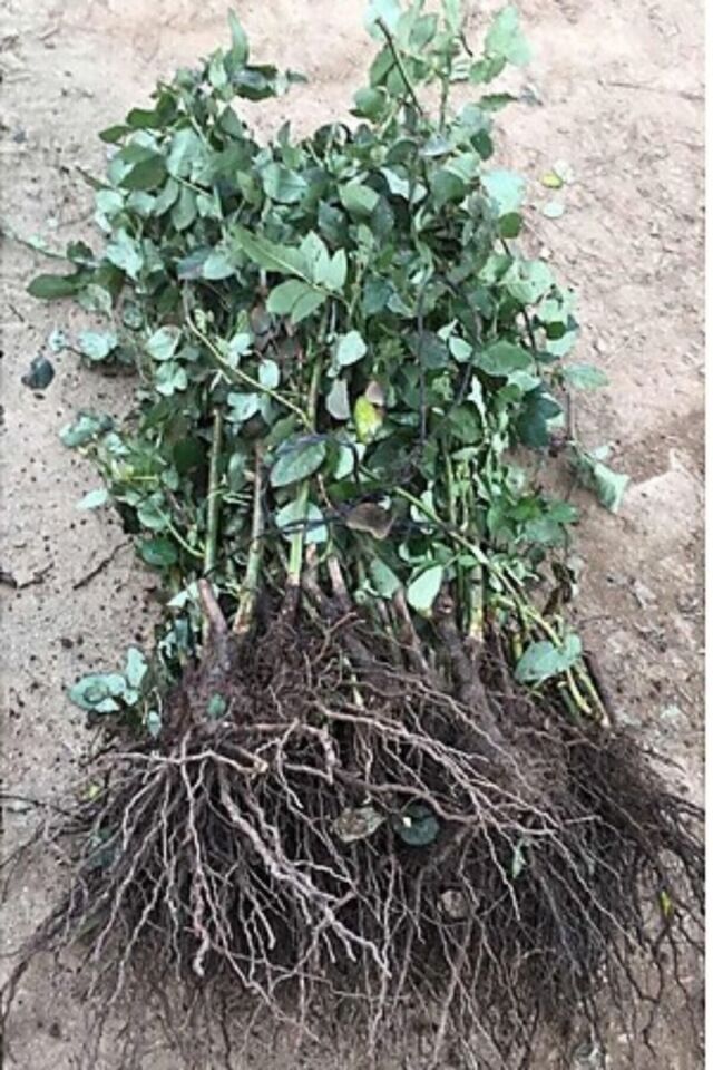 ısparta kokulu gül kokulu 1 adet açık kök25-35cm