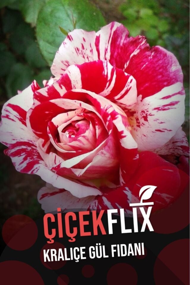 prenses gül fidani 1 adet açık kök 25-35cm