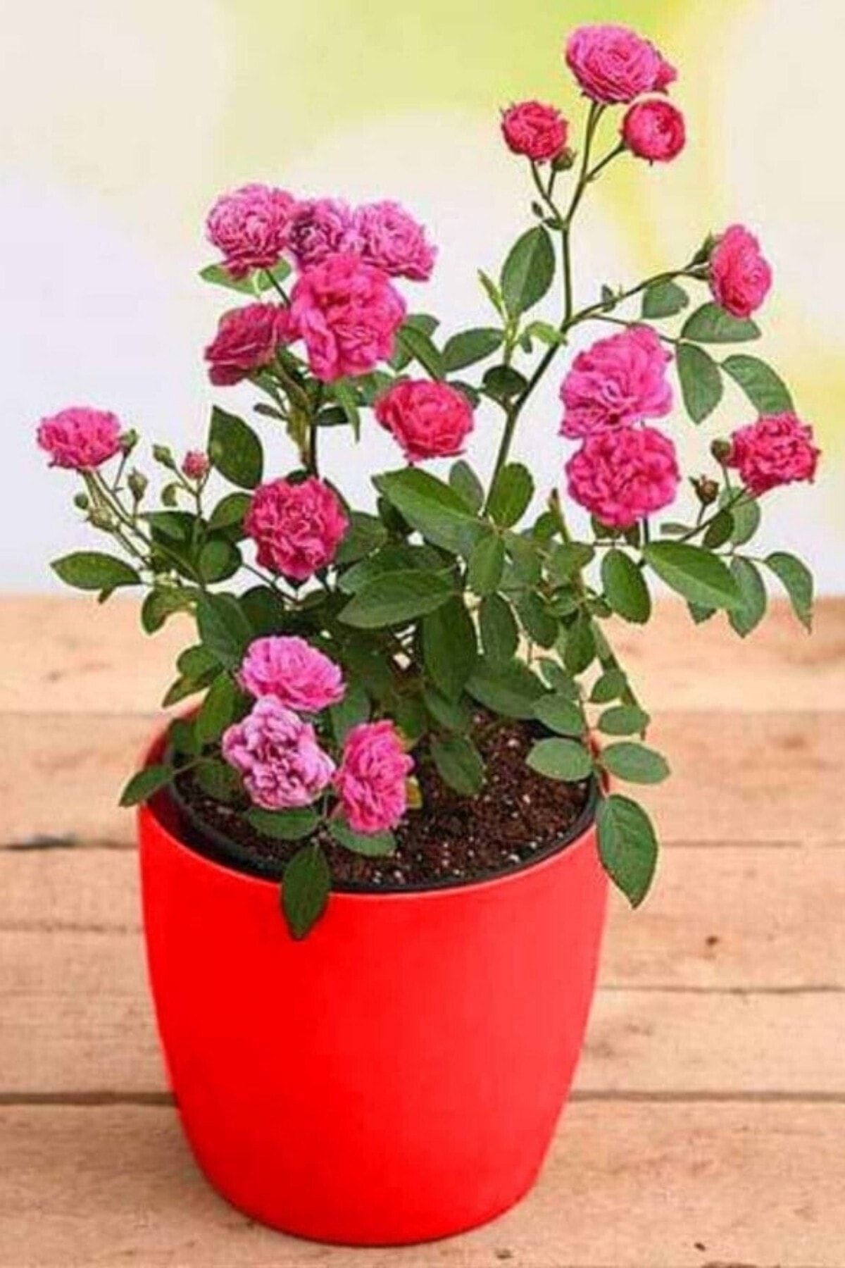 Minyatür gül fide pembe açık kök 35-38cm 1 adet