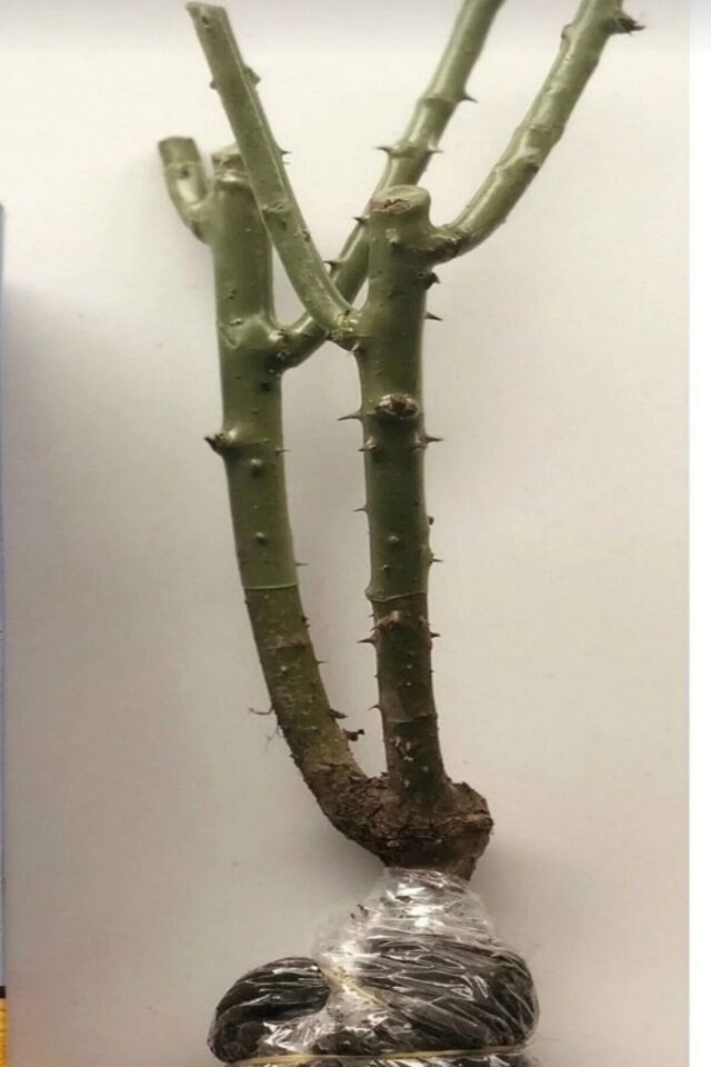 Minyatür gül fide pembe açık kök 35-38cm 1 adet