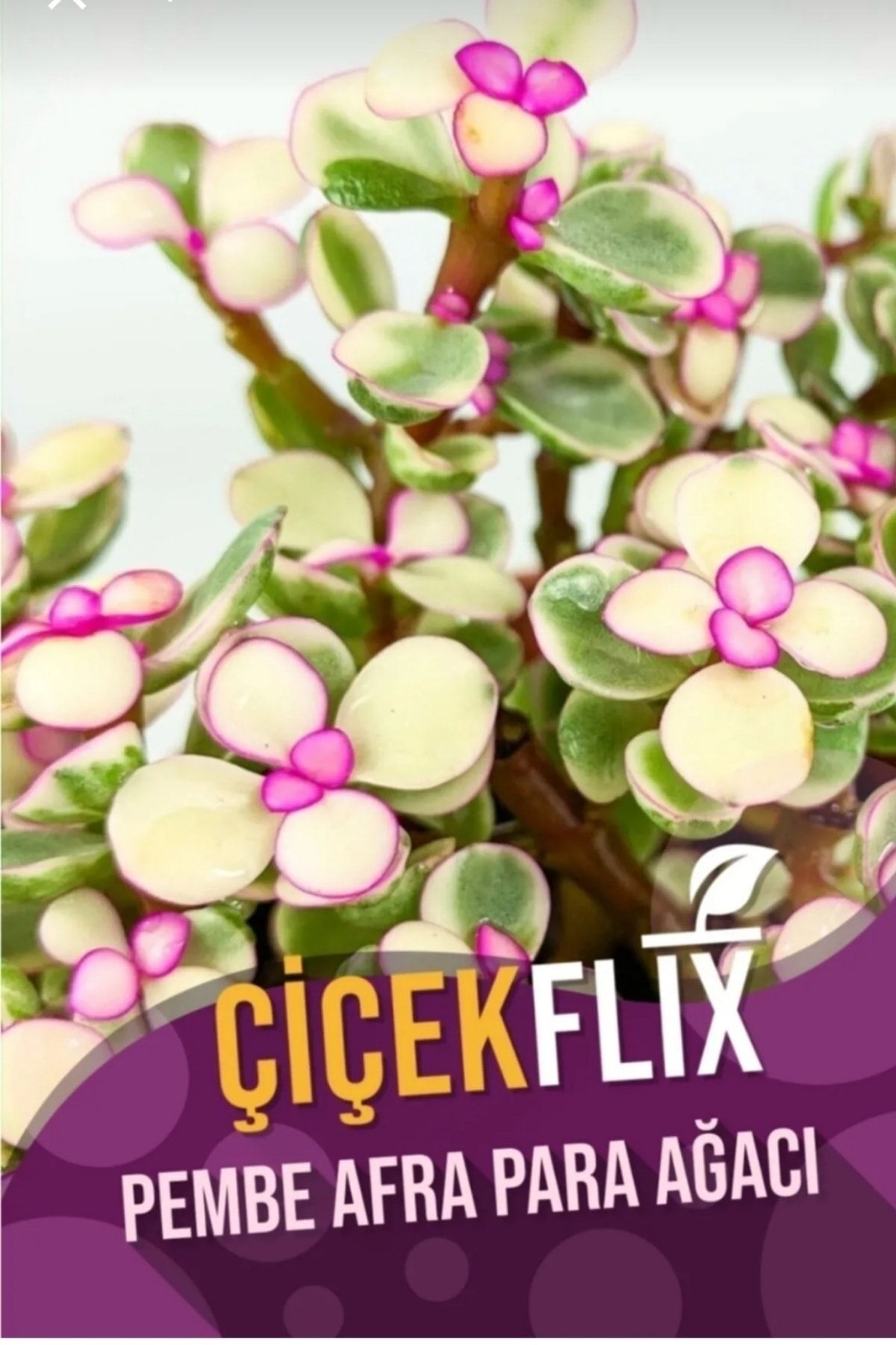 Alacalı aftra bonsai ağacı renk değiştiren cins 5.5cm mini boy