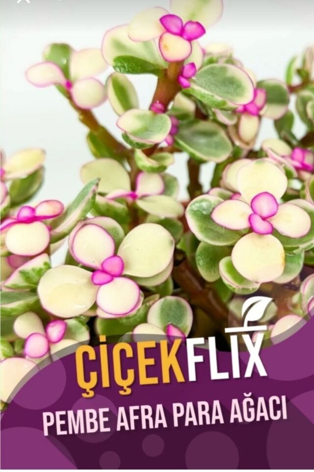 Alacalı aftra bonsai ağacı renk değiştiren cins 5.5cm mini boy