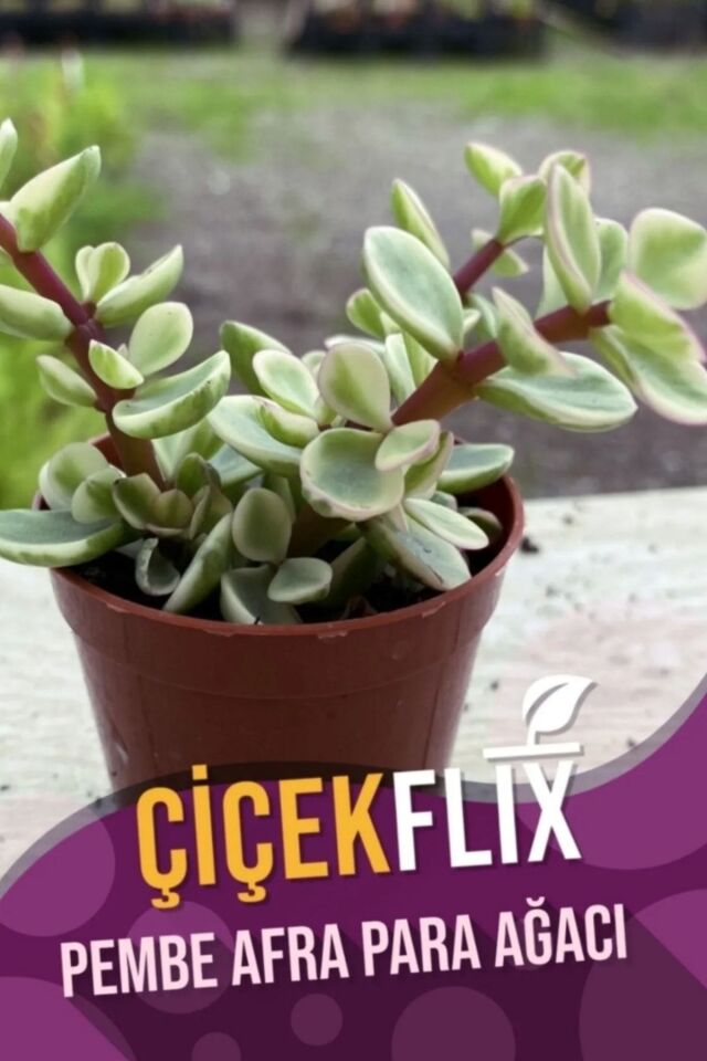 Alacalı aftra bonsai ağacı renk değiştiren cins 5.5cm mini boy