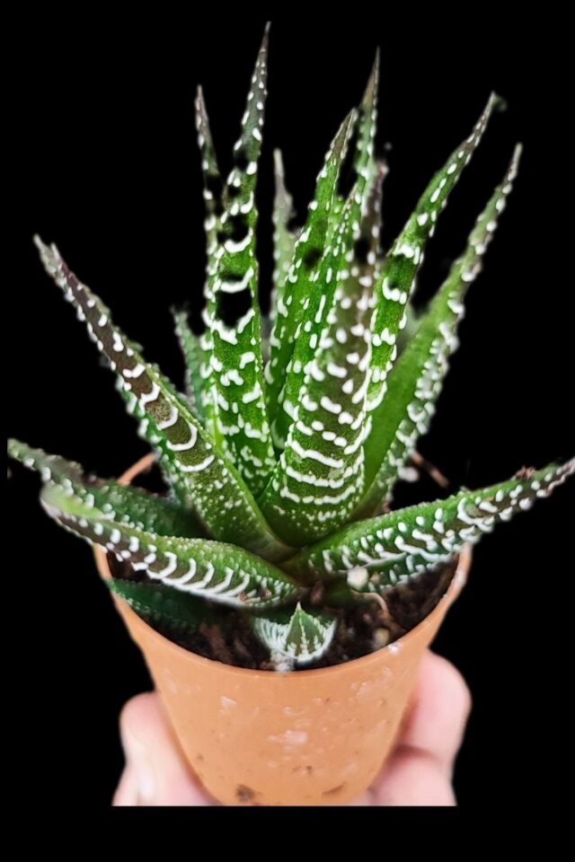 Kar Yağışı Zebrano Sukulent Kaktüs 5.5cm Mini