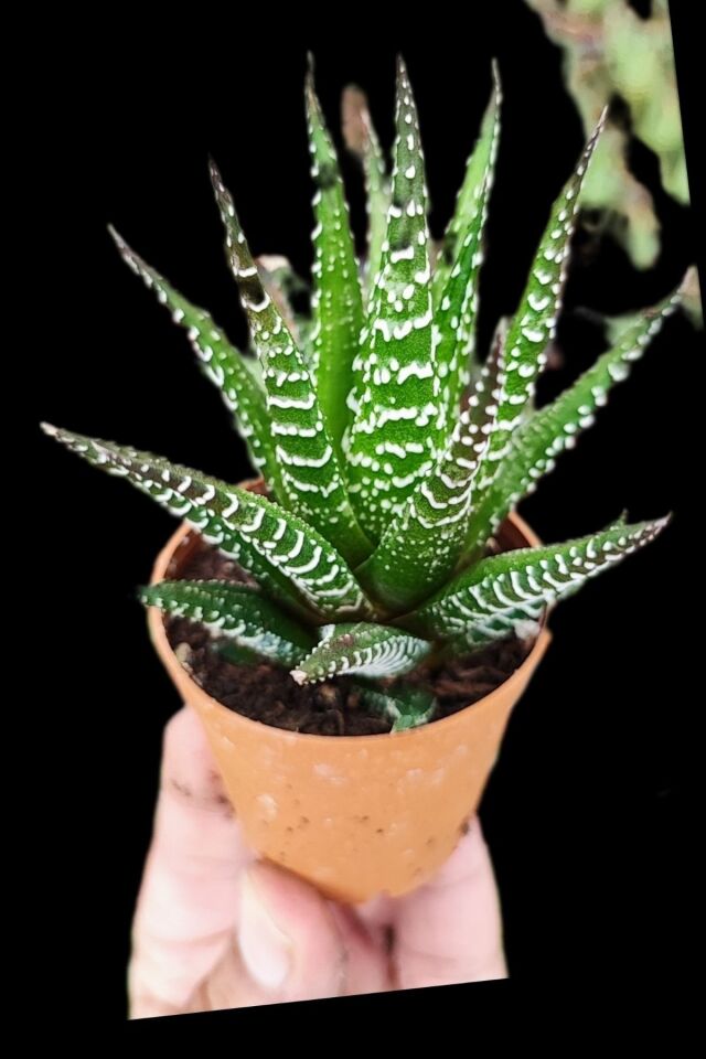 Kar Yağışı Zebrano Sukulent Kaktüs 5.5cm Mini