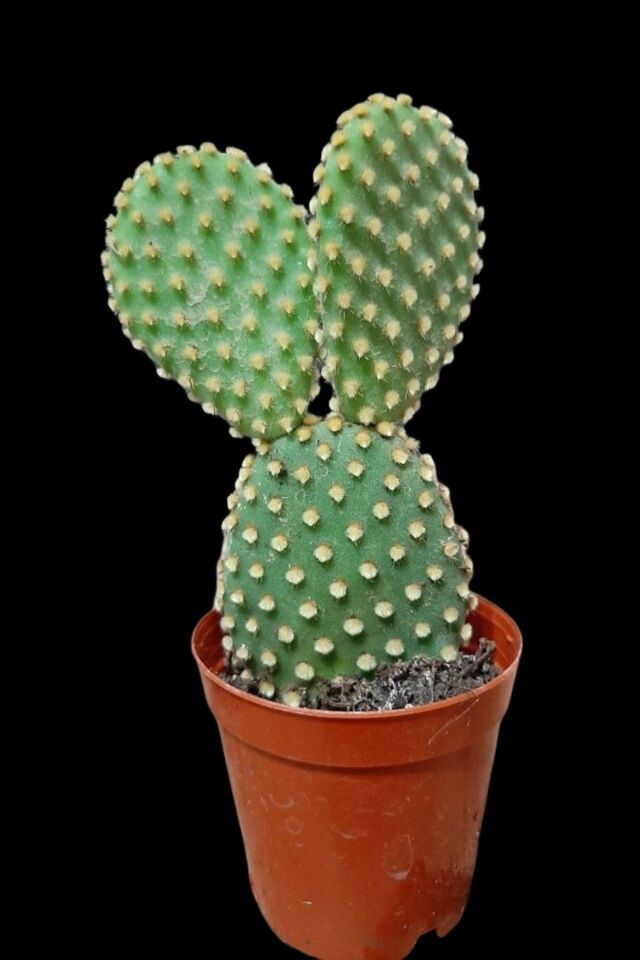 Sarı Tavşan Kulağı Kaktüs Sukulent 5.5cm Saksıda