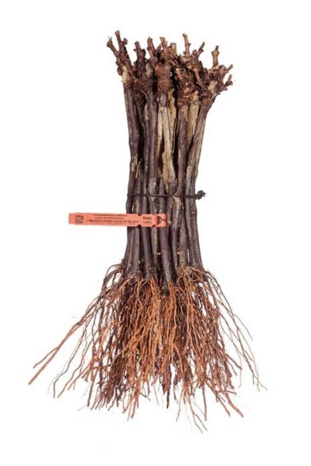 Beyaz Çekirdeksiz Üzüm Soğanı Açık Kök Dikime Hazır 35-40cm
