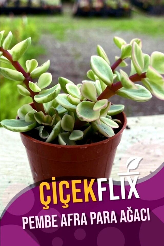 Afraa Pembe Çiçek Açan Cins Mini Boy /şuan Çiçeksizdir