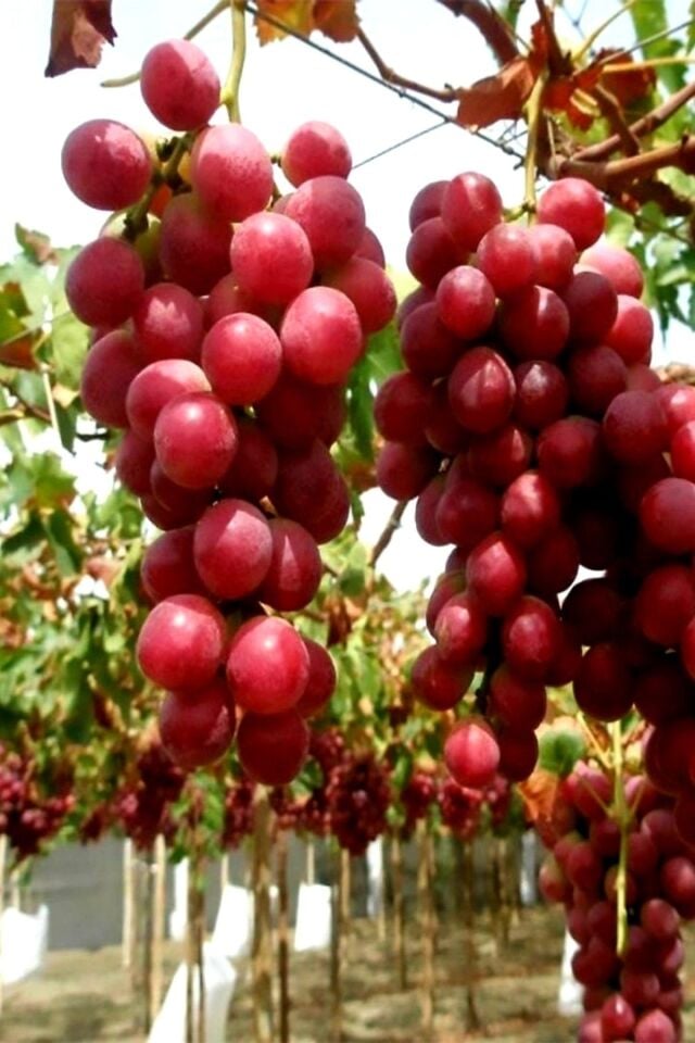 Dış Mekan Red Globe Üzüm Fide Fidan 30-40cm Açık Kök