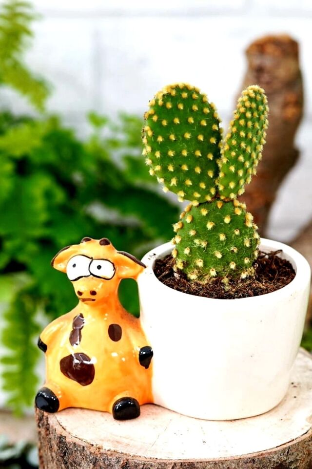 Sarı Micro Tavşan Kulağı Kaktüs Minik 5.5cm / Son Foto Gibidir
