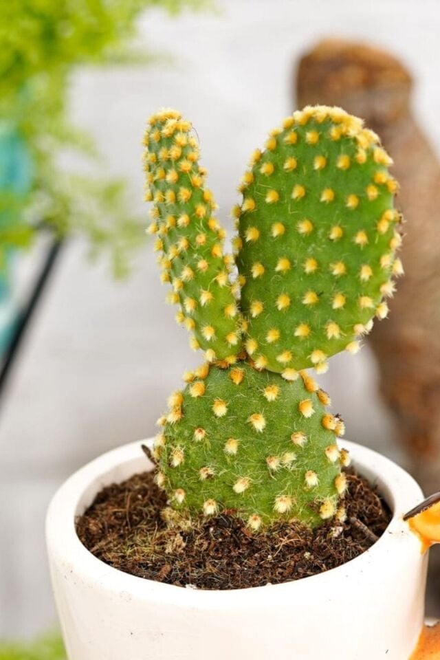 Sarı Micro Tavşan Kulağı Kaktüs Minik 5.5cm / Son Foto Gibidir