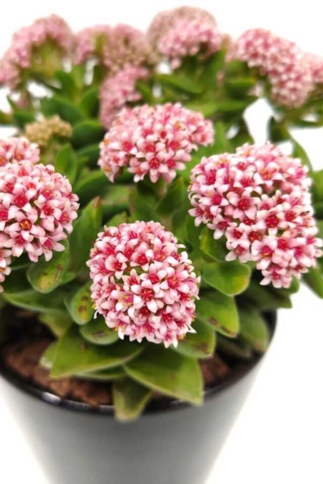 Crassula Hoyaa Tatlı Pembe Minik 5.5cm /şuan Çiçeksizdir