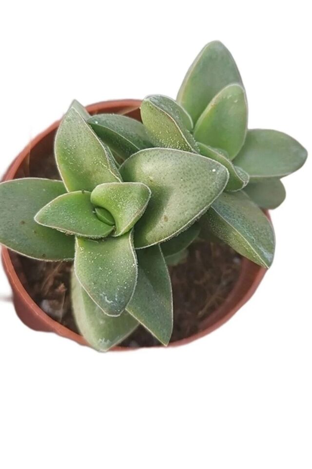 Crassula Hoyaa Tatlı Pembe Minik 5.5cm /şuan Çiçeksizdir