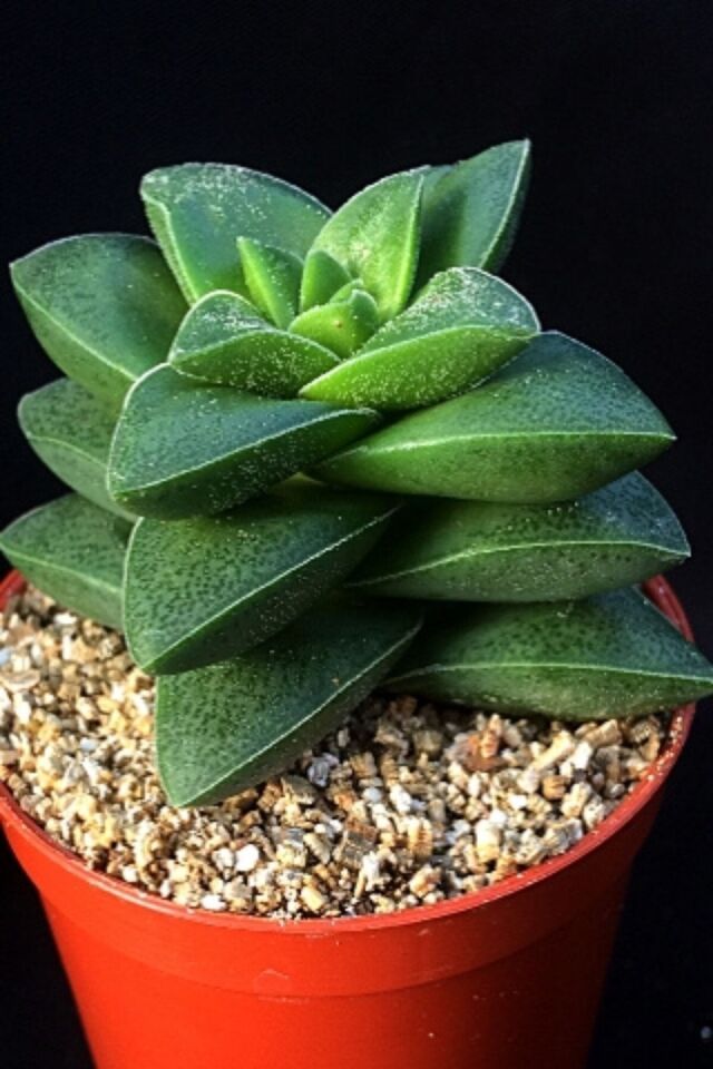 Crassula Hoyaa Tatlı Pembe Minik 5.5cm /şuan Çiçeksizdir