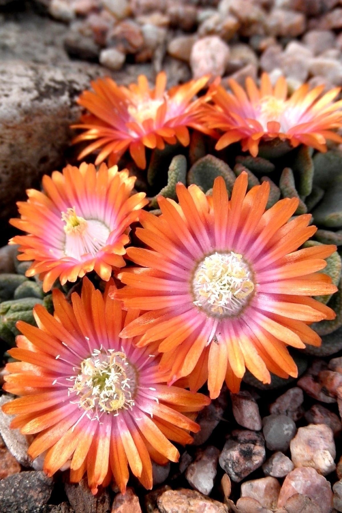 Titanopsis Titanic Özel Renk Minik Kaktüs