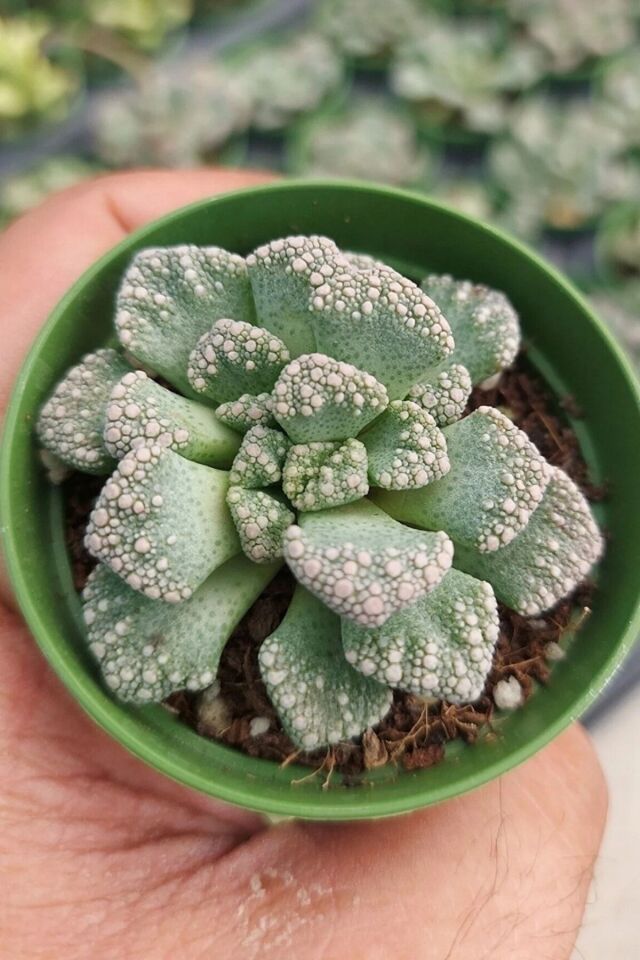 Titanopsis Titanic Özel Renk Minik Kaktüs