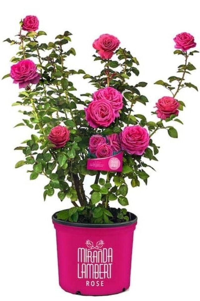 Kokulu balkonda bakılır pembe bodur gül açık kök dikime hazır 36-40cm 1 adet