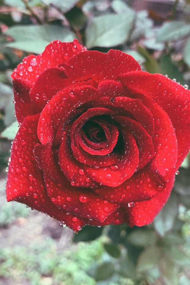 Kırmızı Rose Gül Fidesi Fidan Açık Kök 37-40cm 1 Adet