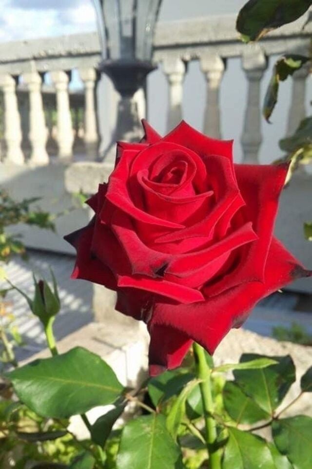5 Adet Açik Kök Kırmızı Gül Fidanı 37-45cm