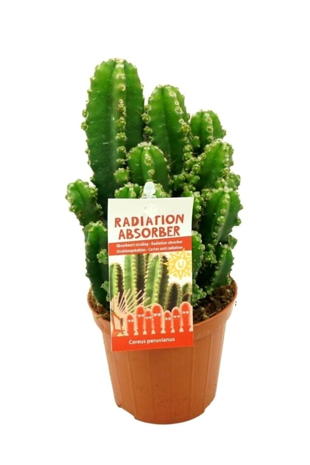 Radyasyon Engelleyici Iç Mekan Salon Bitkisi Minik 13 -15cm