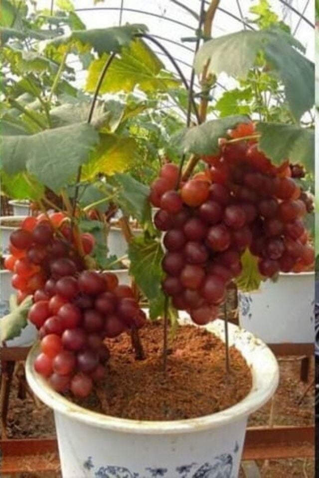 Kırmızı Üzüm Bahçe Ve Balkonda Yetişir Aşilı 37-45cm