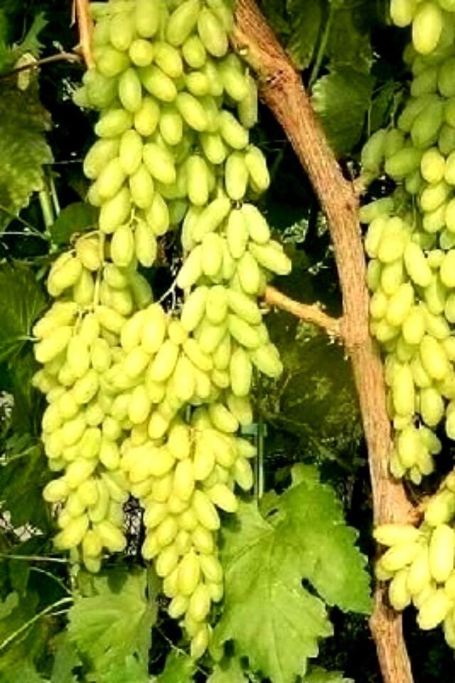 Beyaz Tatlı Parmak Üzüm( Özel Aşılı )açık Kök 1 Adet 30-40cm