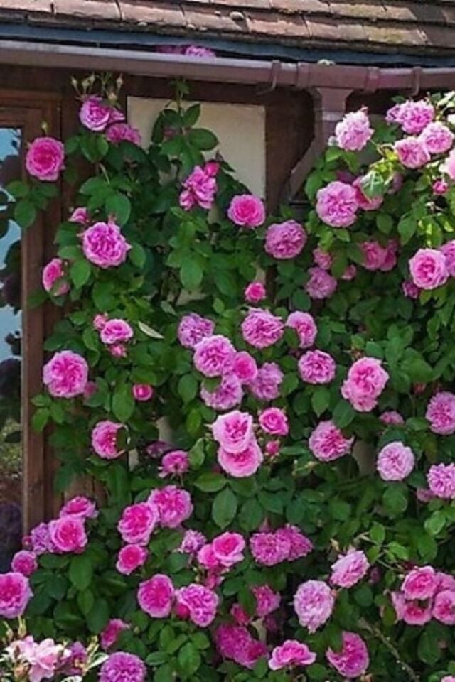 Pembe Gül Fide Çiçeği Fidan 29-39cm 1 Adet Açık Kök Dikime Hazır