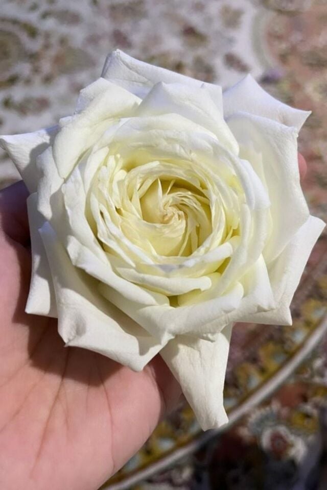 White Beyaz Kokulu Rose Fidan Gül 35-39cm Açık Kök 1 Adet