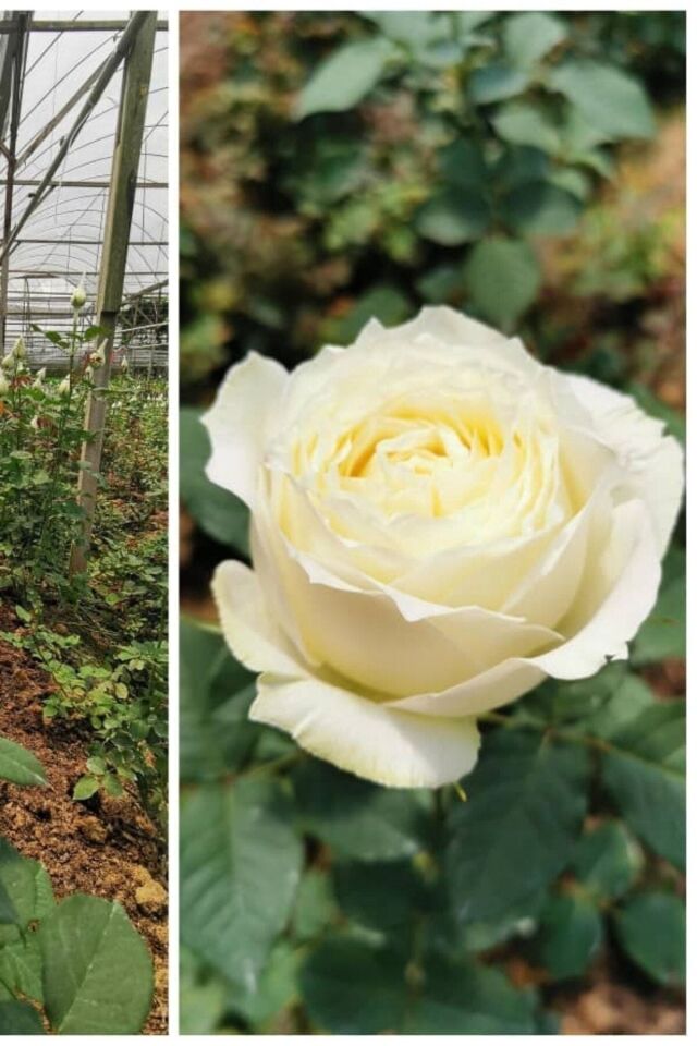 White Beyaz Kokulu Rose Fidan Gül 35-39cm Açık Kök 1 Adet