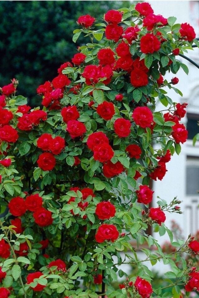 Rose Gül Fidan 33-39cm Açık Kök 1 Adet