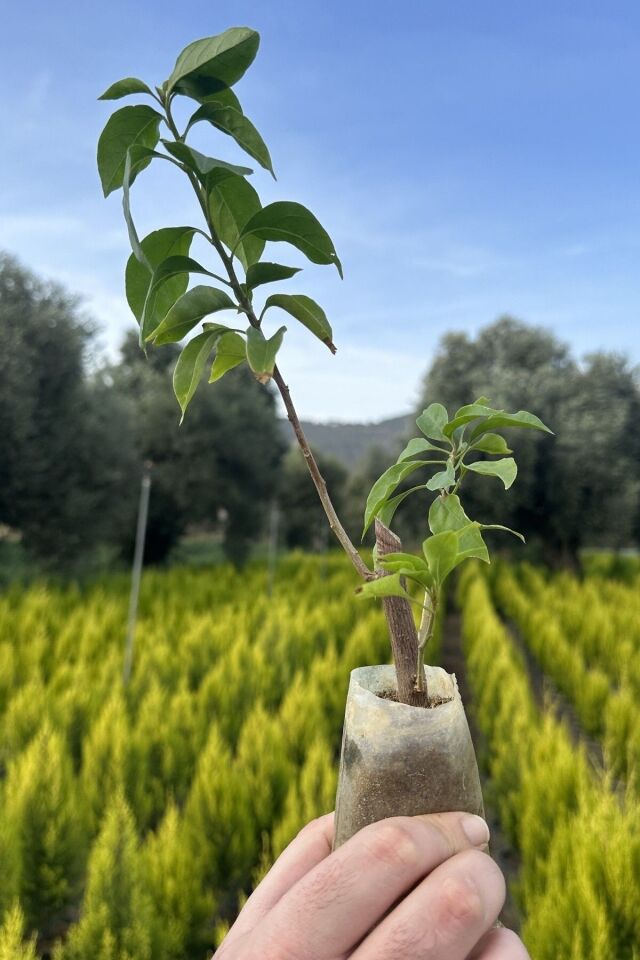 Kırmızı Begonvil Çiçeği 20-25cm Minik /şuan Çiçeksizdir