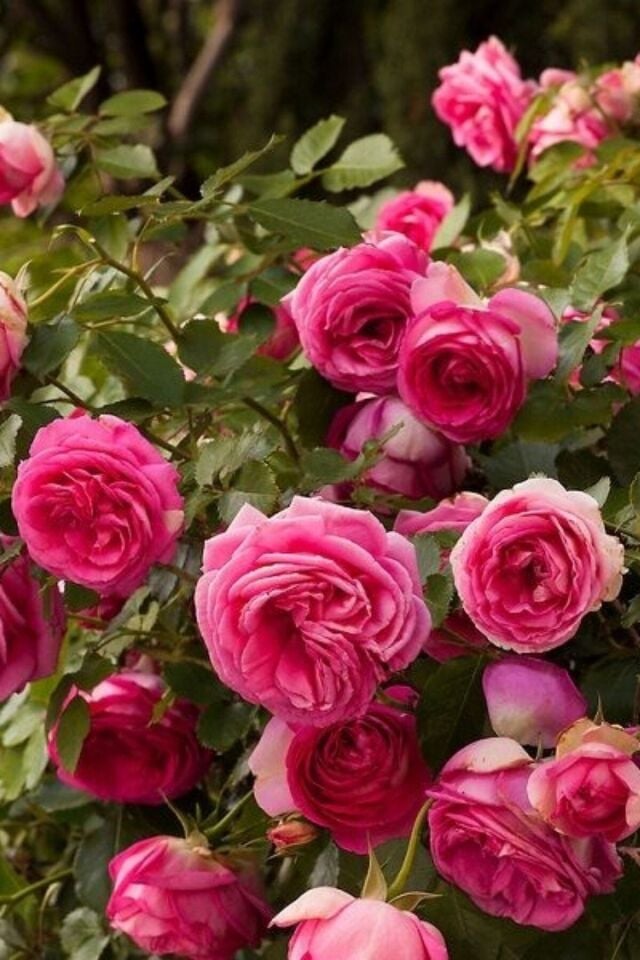 1 Adet Pembe Kokulu Yediveren Isparta Reçellik Gül Açık Kök 30-35cm
