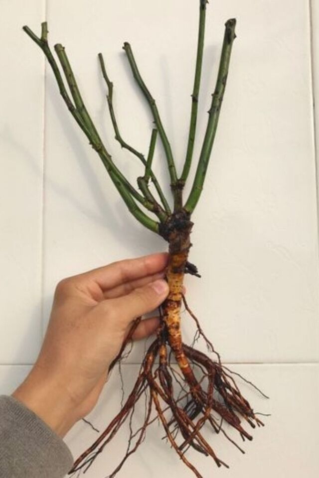 1 Adet Sarı Kırmızı Gül Çiçeği Fidesi 30-35cm Açık Kök