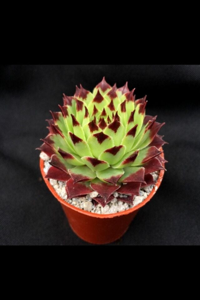 Sempervivum Calcereum Özel Desenli Minik 5.5cm