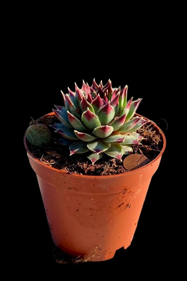 Sempervivum Calcereum Özel Desenli Minik 5.5cm