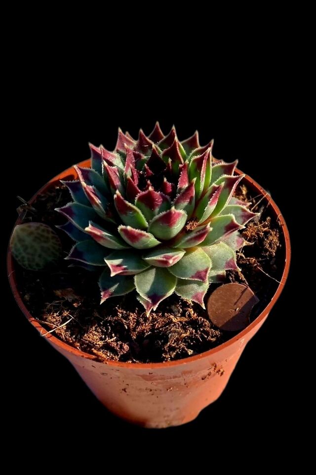 Sempervivum Calcereum Özel Desenli Minik 5.5cm