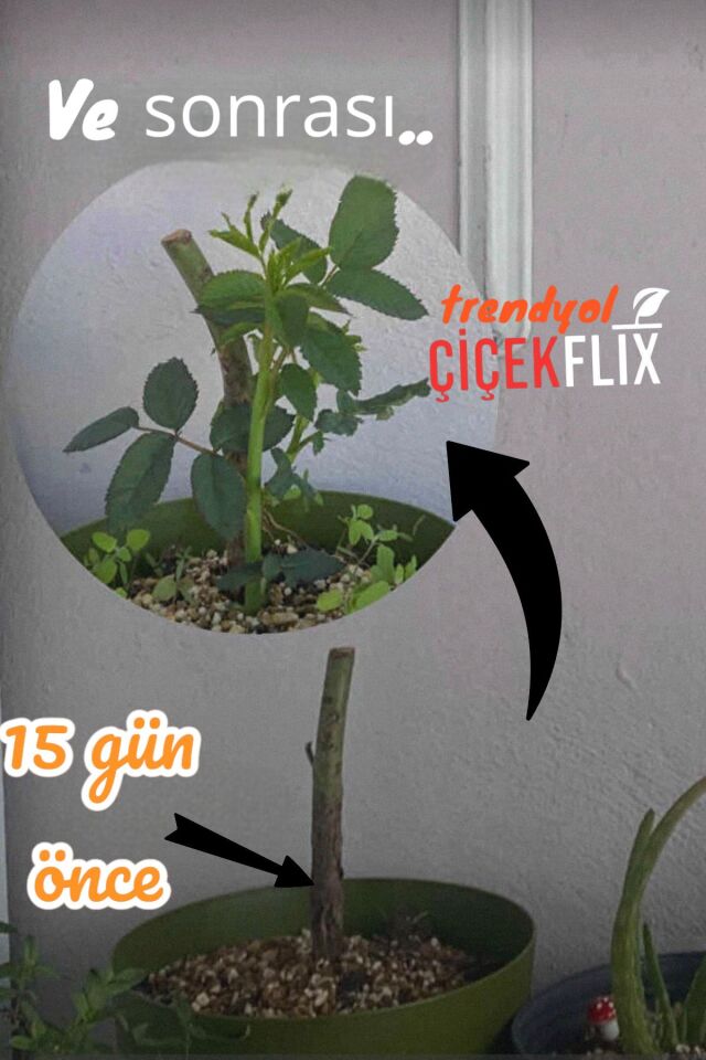 1 Adet Bodur Beyaz Iç Mekan Ve Balkon Gülü Açık Kök 35-40cm
