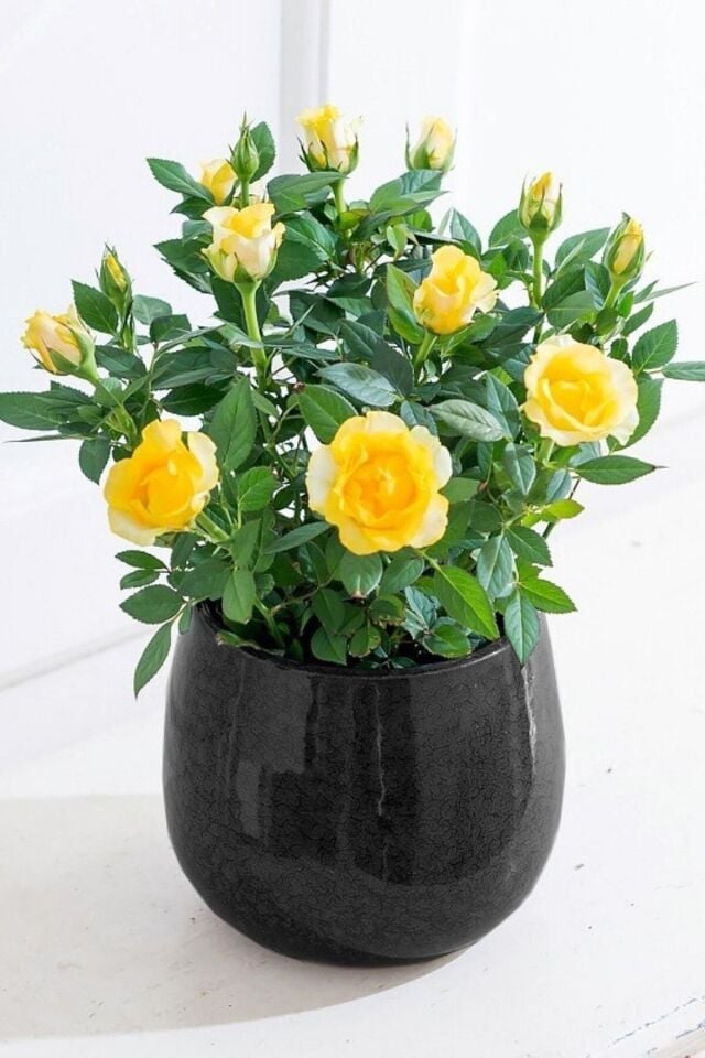 1 Adet Bodur Gül Salon Ofis Balkon Çiçeği Açık Kök 30-35cm