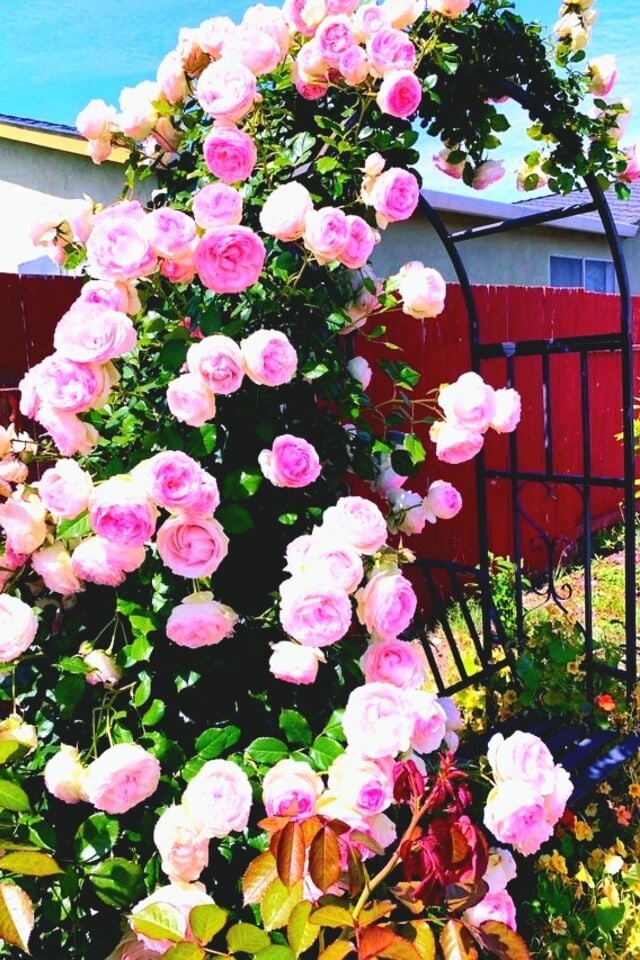1 adet Pembe katmerli kokulu sarmaşik gül fidesi fidan açık kök 35-40cm