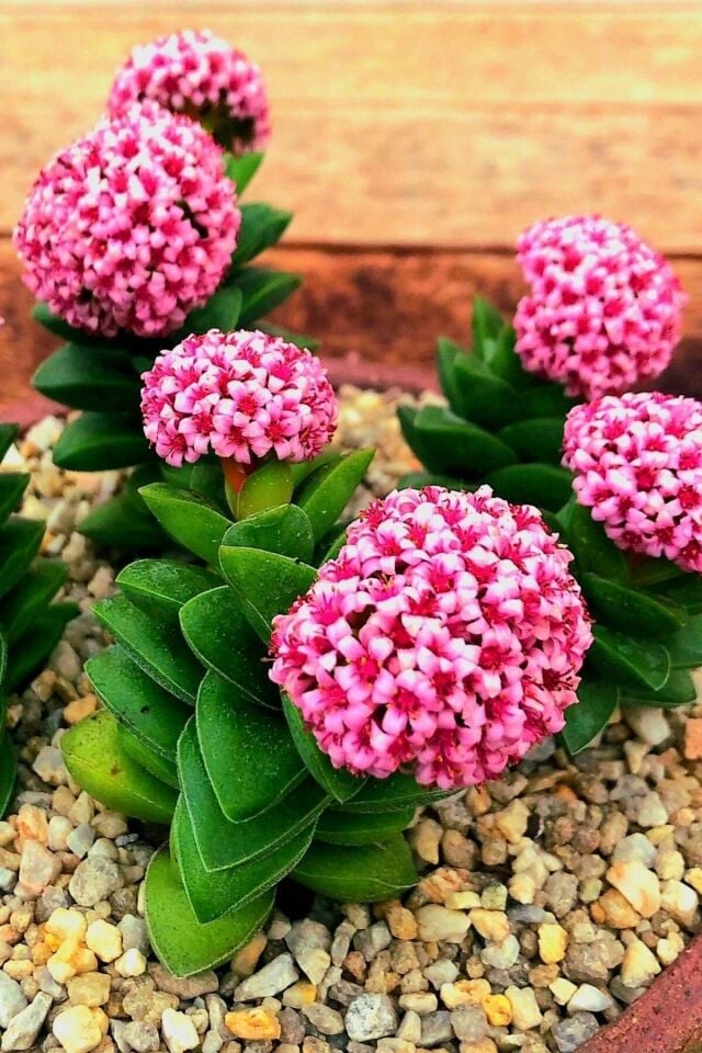 Mum Hoya Çiçeği Iç Mekan Ve Balkonda Bakılır Minik 5.5cm /şuan Çiçeksizdir