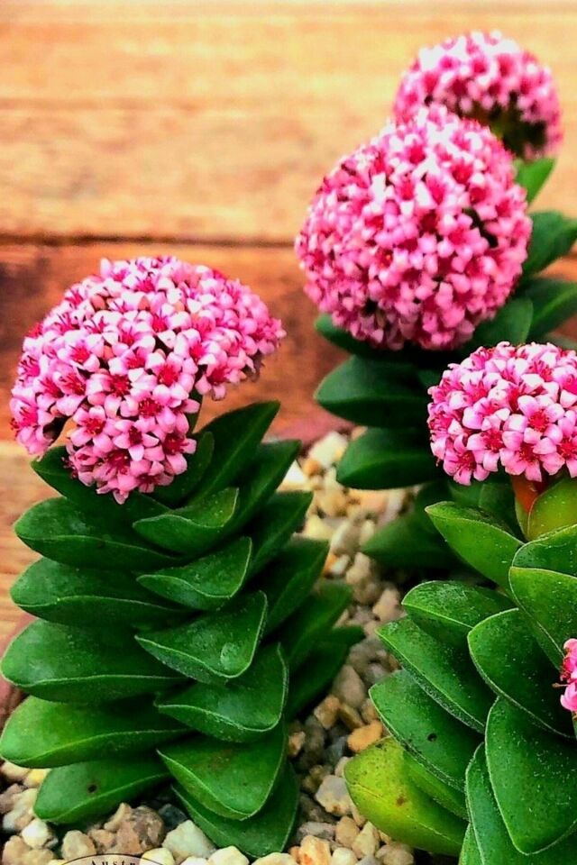 Mum Hoya Çiçeği Iç Mekan Ve Balkonda Bakılır Minik 5.5cm /şuan Çiçeksizdir