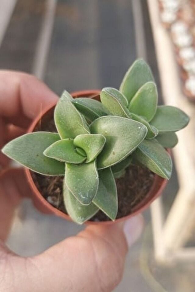 Mum Hoya Çiçeği Iç Mekan Ve Balkonda Bakılır Minik 5.5cm /şuan Çiçeksizdir